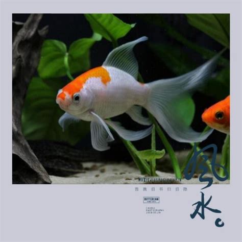 什麼魚招財|養魚能招財，10條最實用的養魚風水（你一定要知道）。